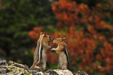 Chipmunks