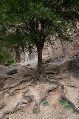 Obraz premium Celtis caucasica, Khorasan Razavi, Iran