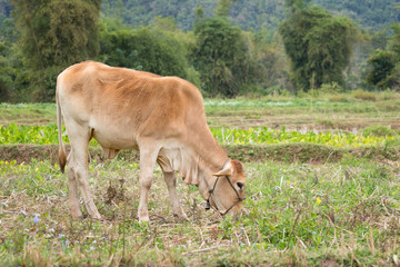 Naklejka na ściany i meble Cow standing on the green field farm
