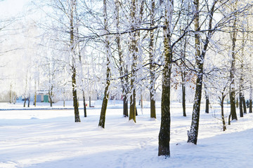 Деревья в парке зимой. Светлый солнечный день в зимнем парке. 