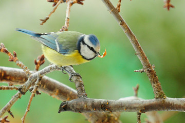 Blue tit