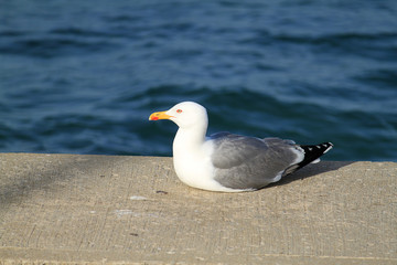 Seagull