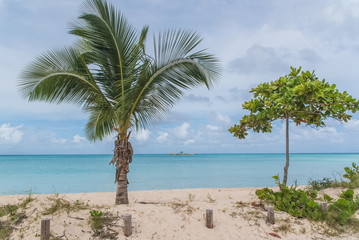 Obraz na płótnie Canvas Guadeloupe, beautiful panorama of the beach, with coconut tree 