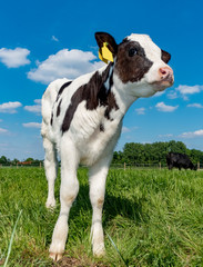 Schwarzbuntes Kalb steht auf einer Wiese, Hochformat
