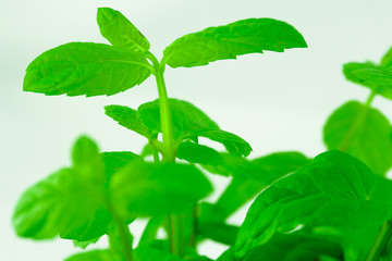 Liście mięty na białym tle © Mariusz