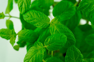 Liście mięty © Mariusz