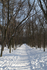 Sunny winter park