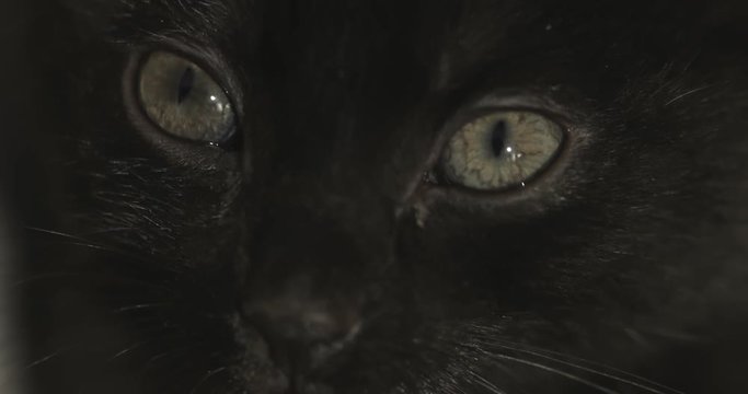 Sleeping black kitty close up