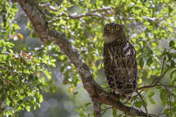 Brown Fish Owl - Ketupa zeylonensis, Yala National Park, Sri Lanka. Beautiful own hiding inside tree near by lake.