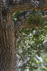 Brown Fish Owl - Ketupa zeylonensis, Yala National Park, Sri Lanka. Beautiful own hiding inside tree near by lake.