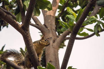 petit écureil dans un arbre