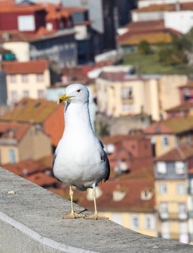 Seagull at Douro river and Ribeira from roofs at Vila Nova de Gaia, Porto, Portugal.