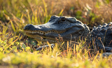 alligator gets toothy close up at sunset