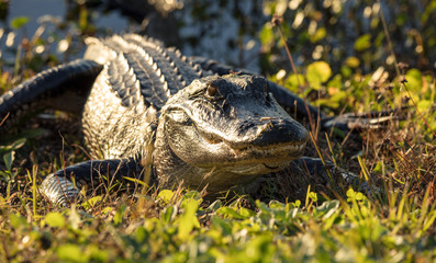 Obraz premium alligator close up while sunning on the banks of the wetlands