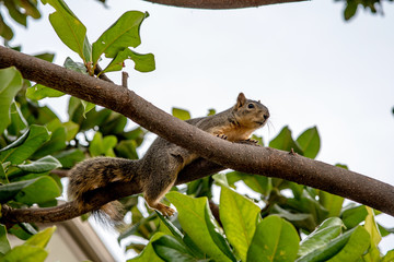 petit écureil dans un arbre