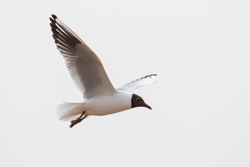 mediterranean gull in flight