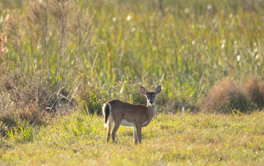 doe has spotted you while hunting