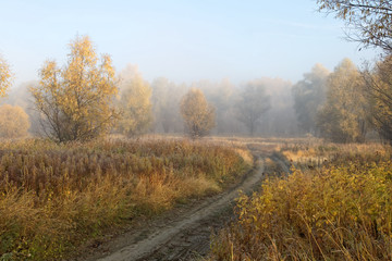 Fototapeta premium A cold autumn morning in the Siberian forest