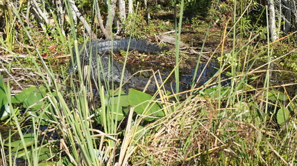 Fototapeta premium Alligator in swamp medium shot