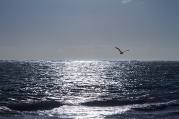 Fototapeta na wymiar Ein Vogel fliegt über dem karibischen Meer Nr. 2