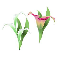 Calla lily white and pink flowers and leaves   herbaceous perennial ornamental plants on a white background  vintage  vector illustration editable hand draw