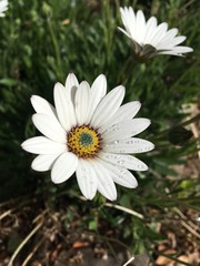 White Daisy