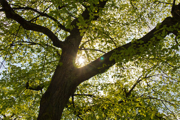 Sonnenstrahlen zwischen den Ästen eines Baumes Nr. 2