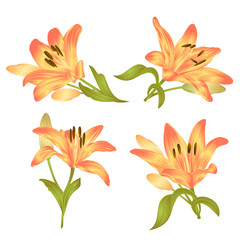 Yellow Lily  Lilium candidum,flower with leaves and bud on a white background set first vector illustration editable hand drawn