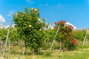 Rosenblüte am Staufenberg in Heilbronn