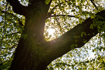 Sonnenstrahlen zwischen den Ästen eines Laubbaumes