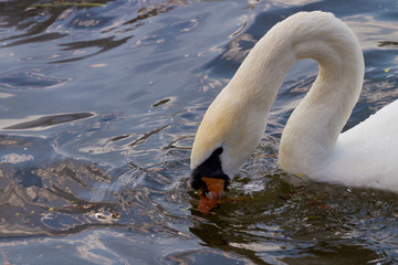Ein Schwan taucht seinen Kopf ins Wasser 