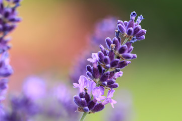 Lavendelbl&uuml;te auf zweifarbigem Hintergrund
