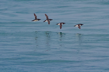 Razorbill in flight, Alca torda, flock of seabirds in breeding p
