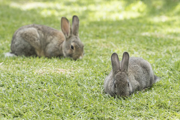 Naklejka na ściany i meble Two rabbits eating green short grass