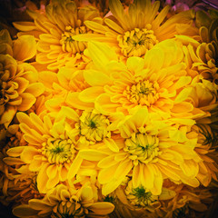 yellow chrysanthemum flowers with strong vignette black frame