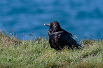 A Raven, Common Raven, or Northern Raven, Corvus corax, adult bi