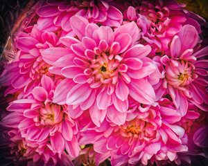 Fototapeta premium pink chrysanthemum flowers with strong vignette black frame
