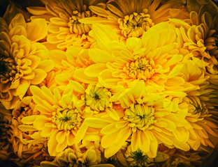 yellow chrysanthemum flowers with strong vignette black frame