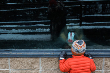 Young boy looking at a primate behind glass