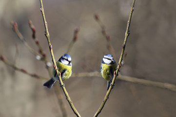 Two blue titmouse is among the branches of a willow
