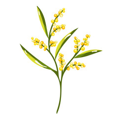 Cartoon Mimosa Spring Flower Illustration