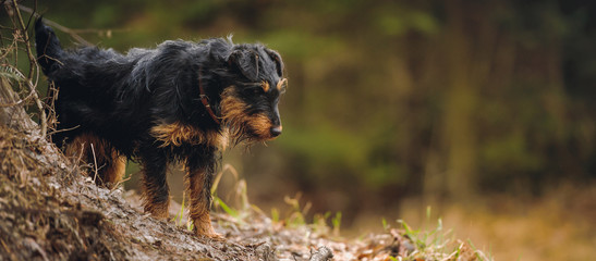 Deutscher Jagdterrier, German hunting terrier black and tan, in the forest. - obrazy, fototapety, plakaty