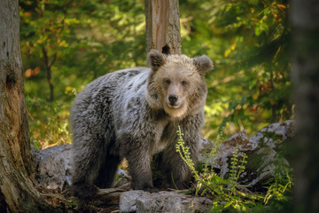 Fototapeta na wymiar European brown bear showing winter coat