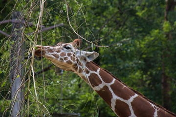 Essende Giraffe