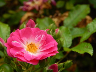 Red flower