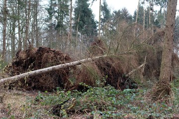 Sturm entwurzelt große Bäume