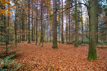 Obraz premium Herbst mit Laub im Bayrischen Wald