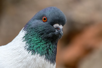 Detail portrait of a pigeon