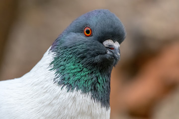 Detail portrait of a pigeon