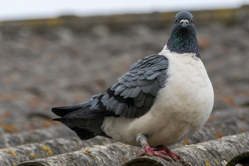 Detail portrait of a pigeon